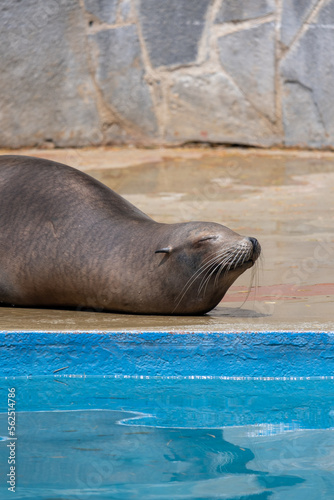 Sleeping sea lion in the aquarium.