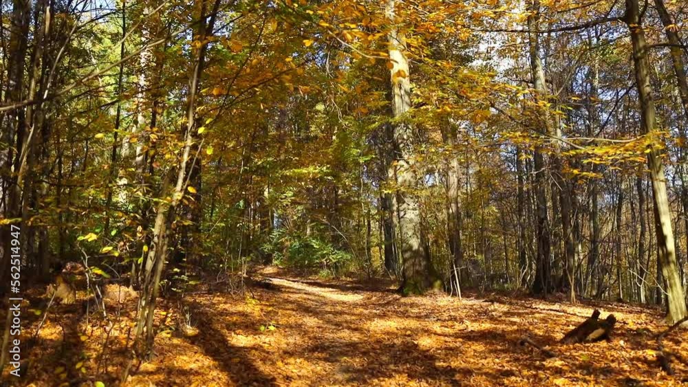 Colorful falling autumn leaves. Beautiful tree with yellow leaves in autumn forest. Golden tree leaves falling in slow-mo. Golden autumn tree at the lake shore with leaves falling. Colorful falling autumn leaves. Beautiful tree with yellow leaves in autumn forest. Golden tree leaves falling in slow-mo. Golden autumn tree at the lake shore with leaves falling.