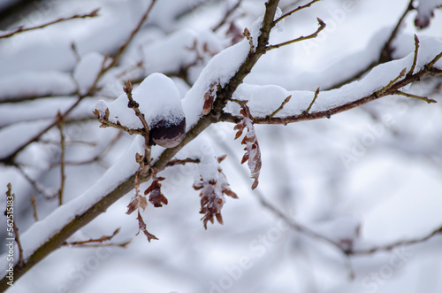 branches of an oak tree covered with snow