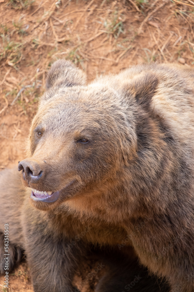 Big, old, fluffy, furry, brown bear. Close up shot from above. The bear is smiling.