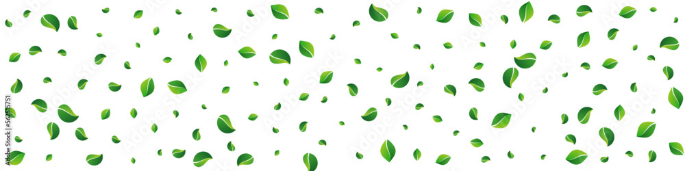 Lime Leaf Transparent Vector Panoramic White Lime Leaf Transparent Vector Panoramic White