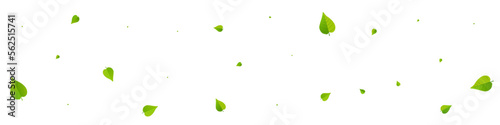 Olive Leaf Forest Vector Panoramic White