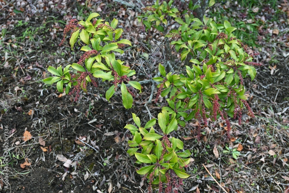 Obraz premium Japanese andromeda winter buds. Ericaceae evergreen shrub and poisonous plant. It bears white pot-shaped flowers in early spring, and winter buds form spikes at the tips of branches.