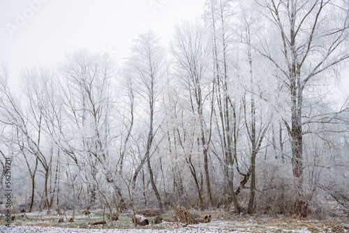 Wallpaper Mural Frosted autumn tall grass prairie in fog, Fort Custer State Park, Michigan, USA Torontodigital.ca