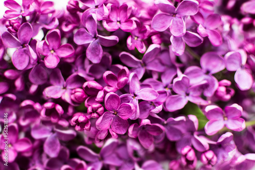 Beautiful spring lilac texture background © Nelli Kovalchuk