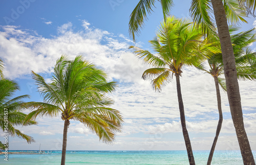Fototapeta Naklejka Na Ścianę i Meble -  Coconut palm trees at a beautiful Caribbean beach on a sunny day, travel concept.