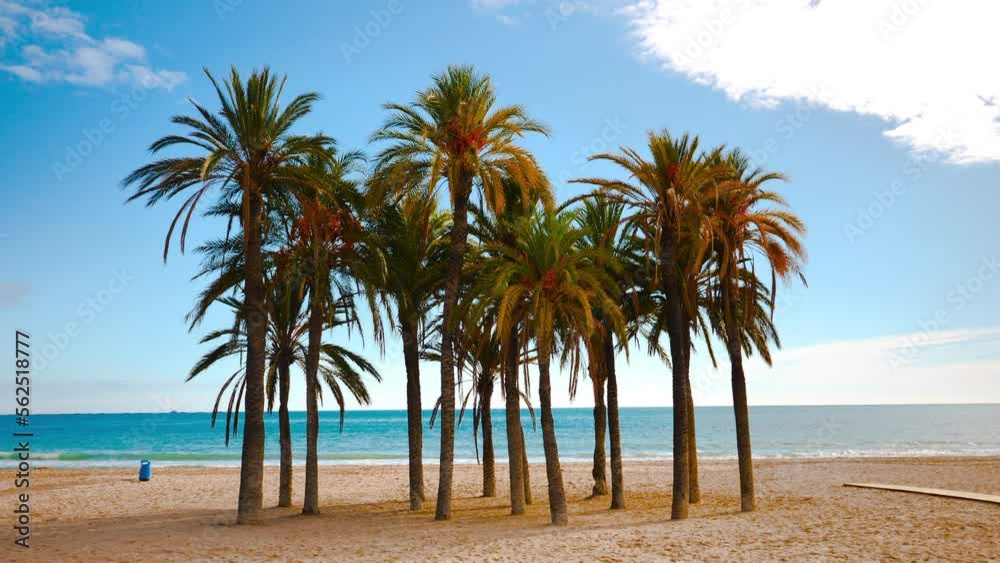 palm tree on the beach- vacation, travel, relax concept palm tree on the beach- vacation, travel, relax concept