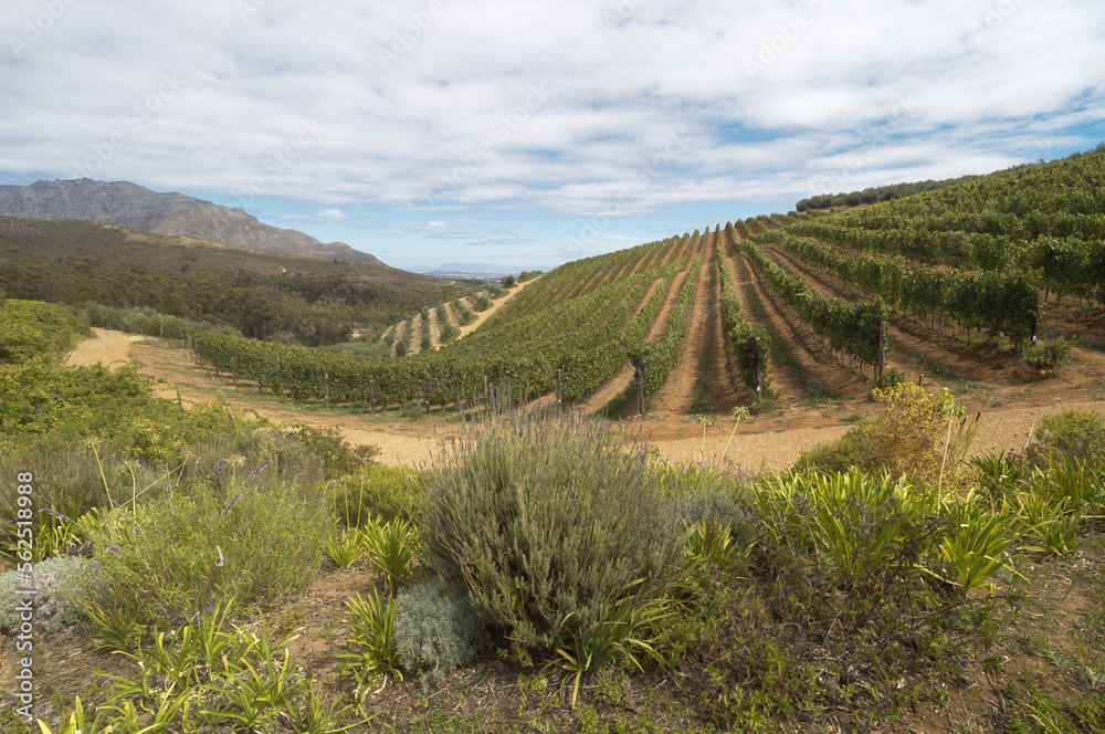 Vineyard, winery landscape showing wine grapes on vines with mountains near Cape Town, South Africa. 