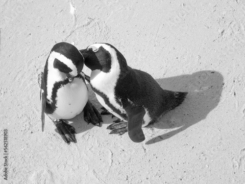 One penguin seemingly whispering to or kissing another.