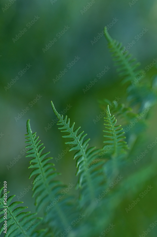 Fern Several Macro Natural Leaves in Forest