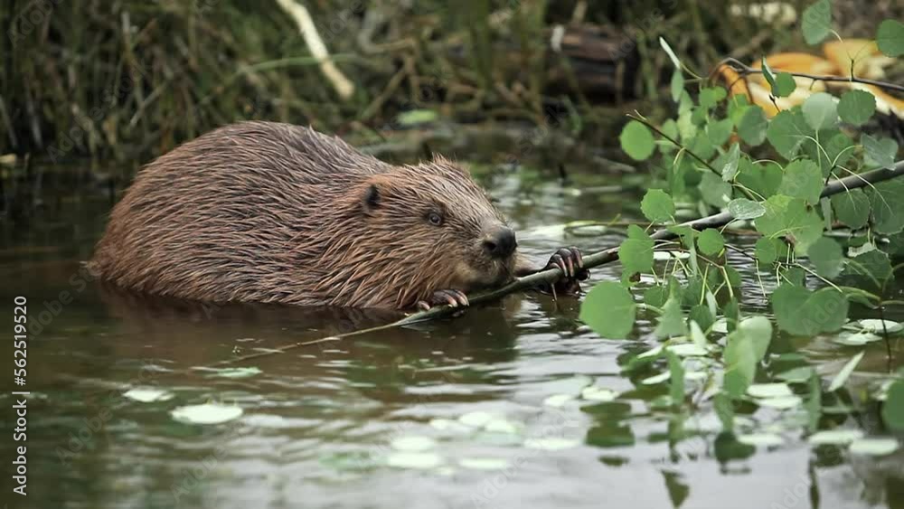brown adult beaver sits in pond near the shore and nibbles branches with leaves brown adult beaver sits in pond near the shore and nibbles branches with leaves