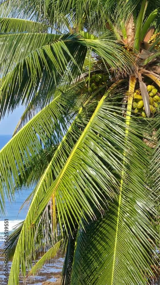 beautiful blue sea landscape with palm leaves on foreground. Vertical video beautiful blue sea landscape with palm leaves on foreground. Vertical video