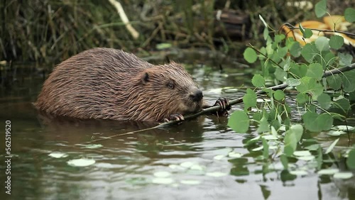 brown adult beaver sits in pond near the shore and nibbles branches with leaves
