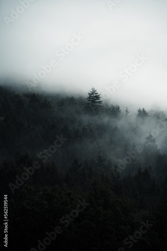 Dark forest hidden in morning fog mysterious atmosphere  Slovakia