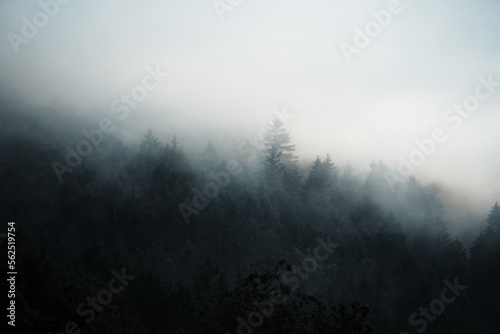 Dark forest hidden in morning fog,mysterious atmosphere, Slovakia © Dominik