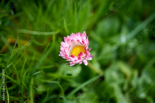 Semi open white-pink daisy  Shallow depth of field