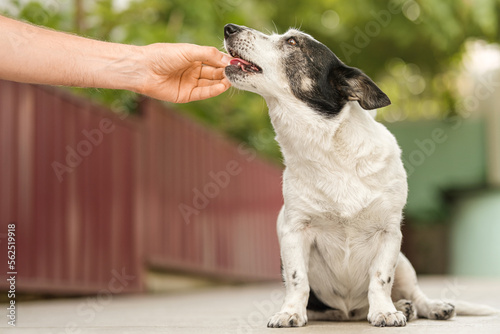 Man's hand giving cute small black and white dog medicine, pills for arthritis. The owner feeds the dog from his hand.