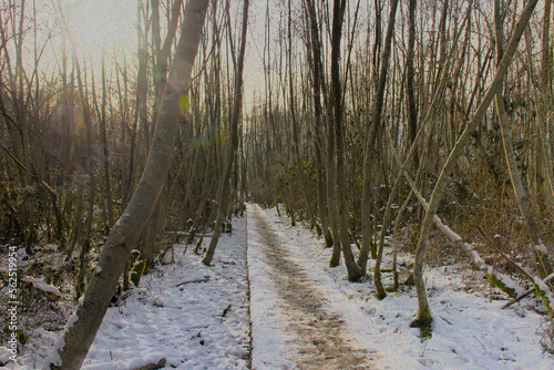 Wooden walkway  through a swamp in a bare winter forest with snow on a sunny winter day in Munkzwalm, Flanders, Belgium  photo