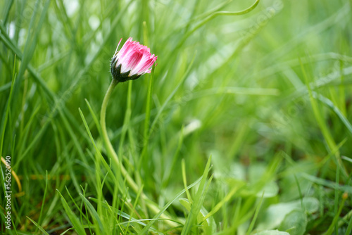 Semi open white-pink daisy; Shallow depth of field