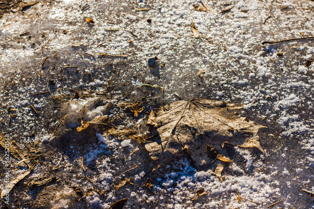 Fototapeta premium maple fallen dry gray-brown maple leaves, seeds and branches lying on ice covered with hoarfrost and snow with a texture taken from ground level with bokeh during the day with brightlight