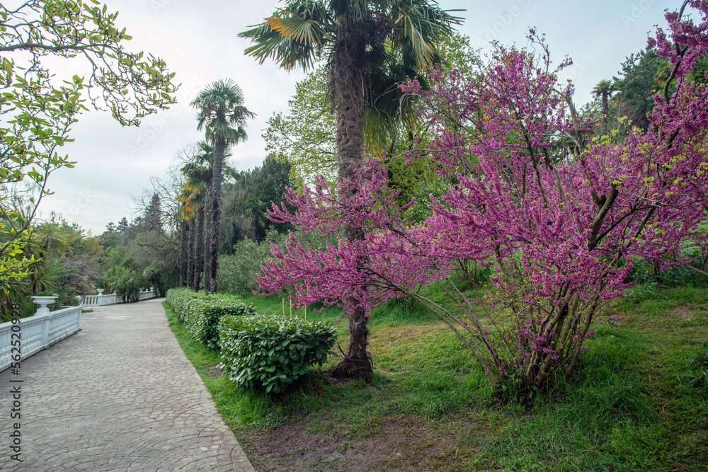 Botanical garden of Batumi with pink blossoms of small tree and palm tree and garden path