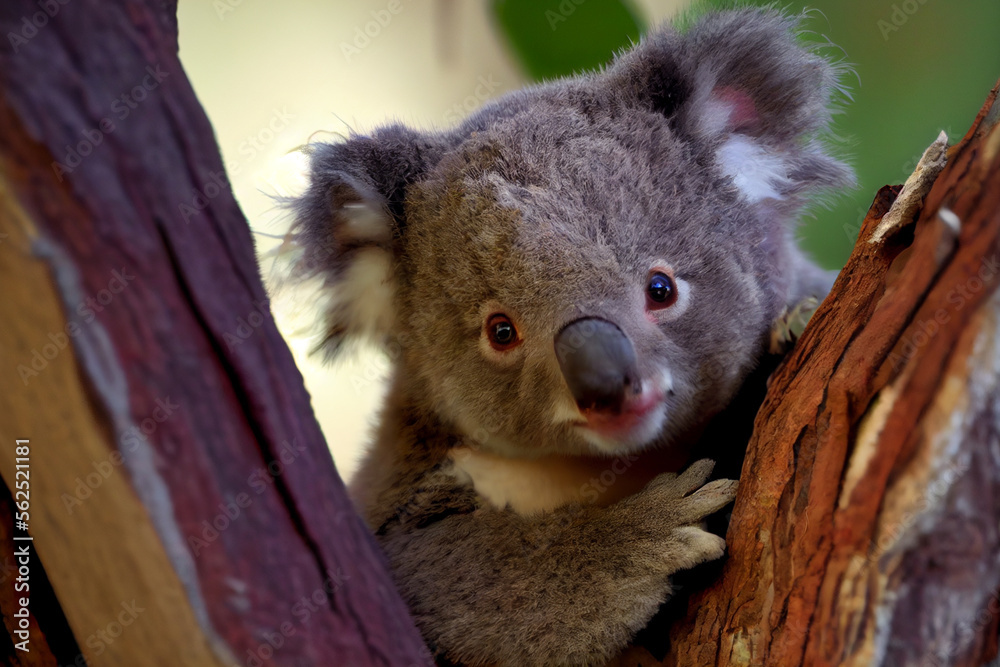 Obraz premium Portrait von einem Koala im Baum - Generative Ai