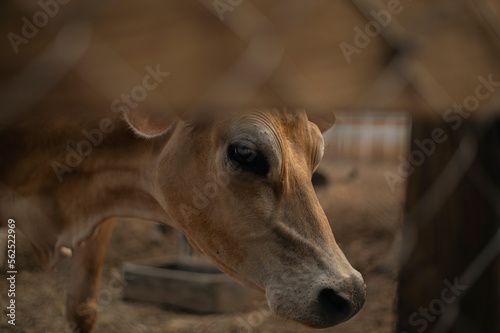 Close up of a cow 