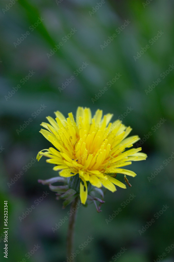 Taraxacum dente de leão dandelion botânico plantae Taraxacum officinale
flower Taraxacum dente de leão dandelion botânico plantae Taraxacum officinale
flower