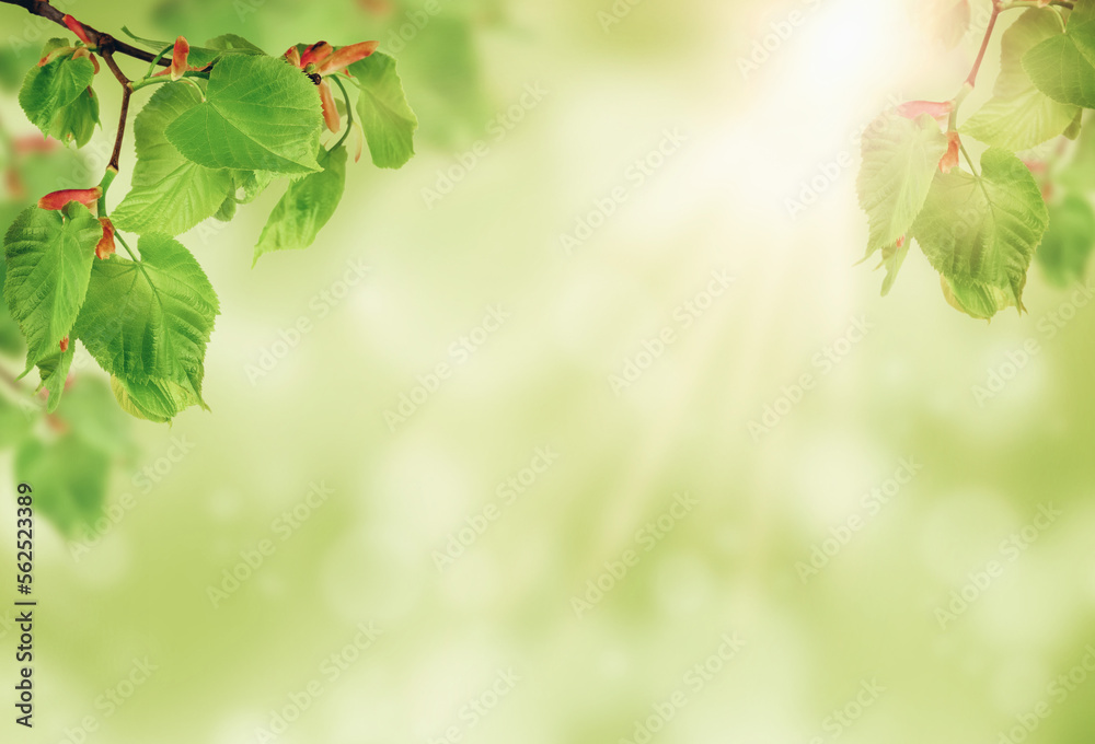 Spring in the garden. The sun's rays shine through the green leaves. Morning. Sunrise in the garden. Spring in the garden. The sun's rays shine through the green leaves. Morning. Sunrise in the garden.
