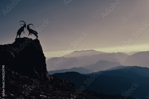 fighting and struggle of mountain goats who want to be the leader of the herd in wild geographies