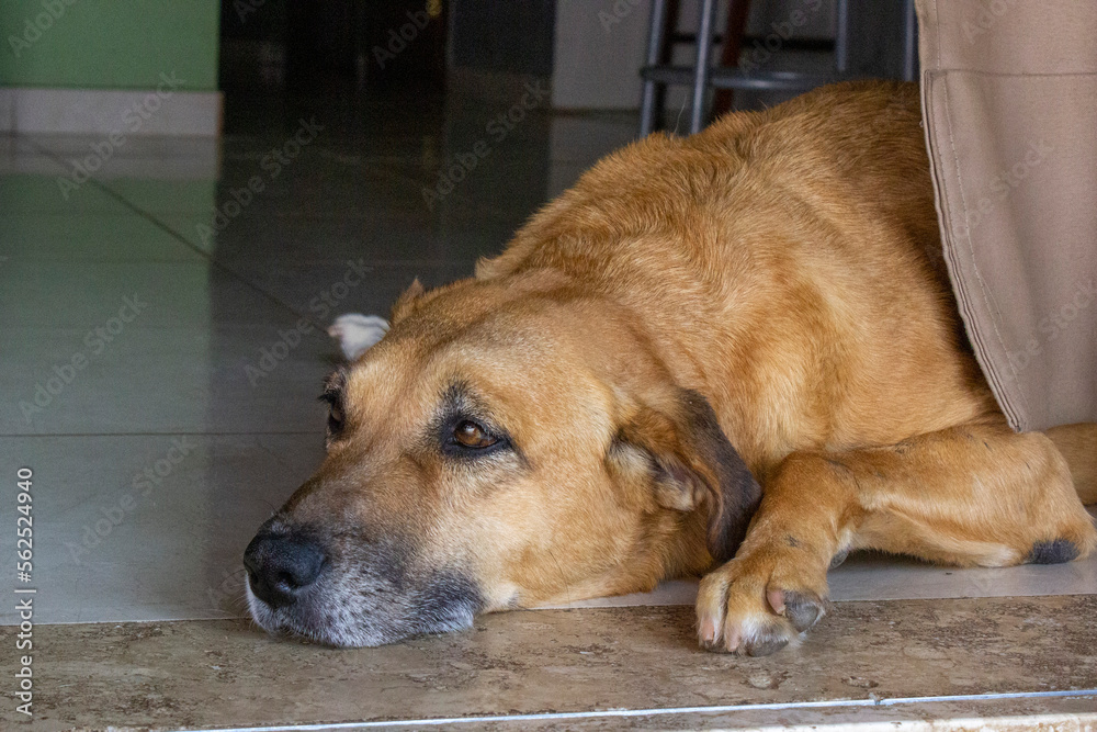 portrait of a dog dog sleeping on the floor
sad dog pet portrait of a dog dog sleeping on the floor
sad dog pet