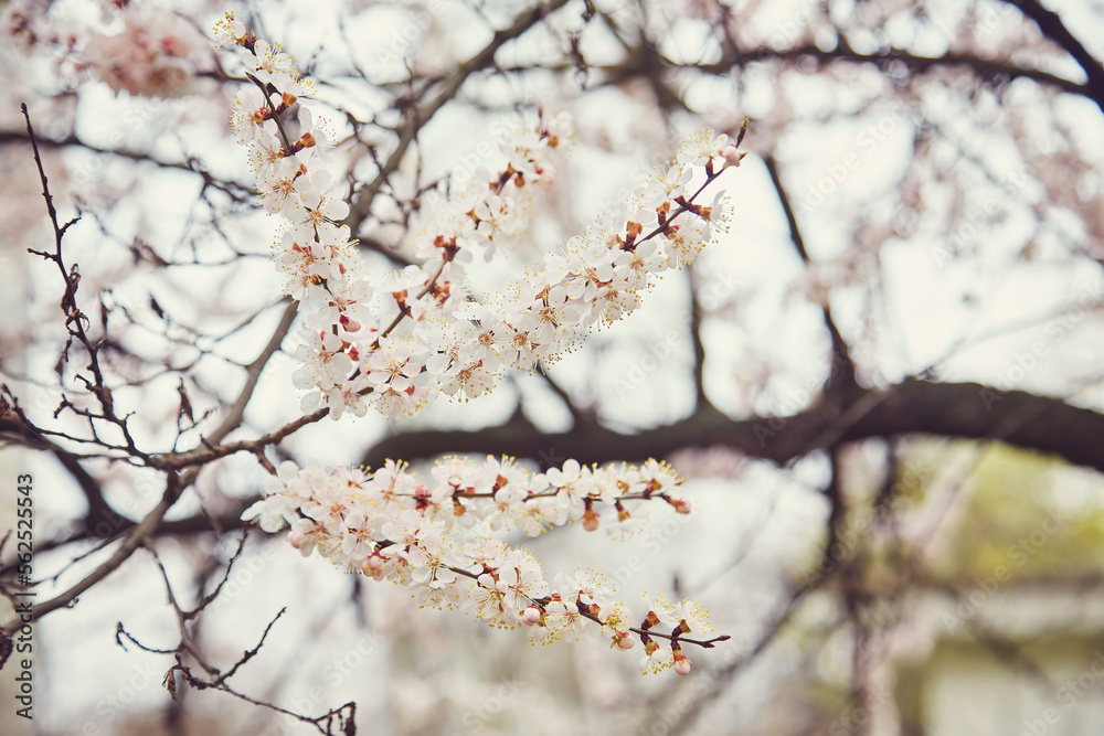 Selective focus of beautiful branches of white Cherry blossoms on the tree under blue sky, Beautiful Sakura flowers during spring season in the park, Floral pattern texture
