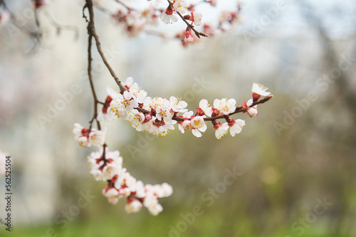 Spring, flowering of trees. Apricot. Spring flowers.