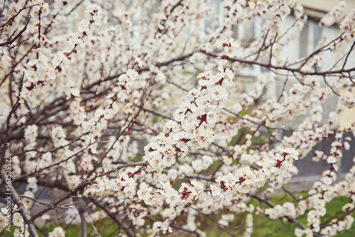 Selective focus of beautiful branches of white Cherry blossoms on the tree under blue sky, Beautiful Sakura flowers during spring season in the park, Floral pattern texture