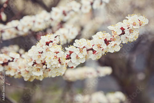 Spring, flowering of trees. Apricot. Spring flowers.