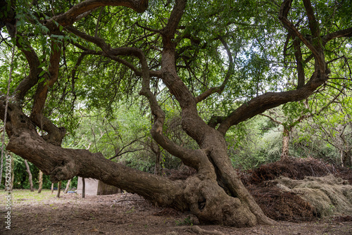 tree in the forest