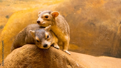 Animal couple in love. Portrait of The Rock Hyrax - Procavia capensis. Wildlife theme. Funny situation in nature. Theme for Valentine postcard.