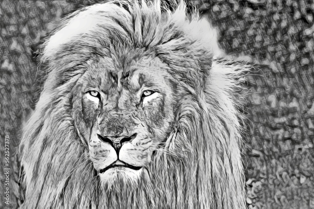 portrait of a lion head as a pencil drawing
