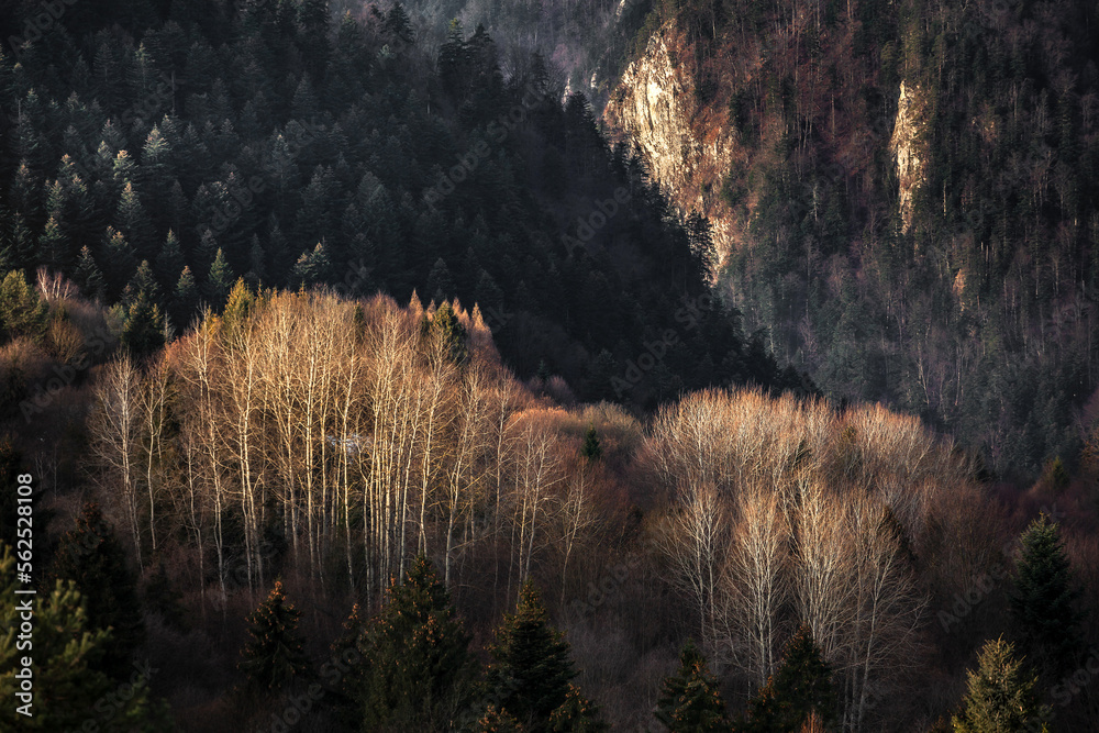 Birch forest on the steep hill in Pieniny Mountains, Poland