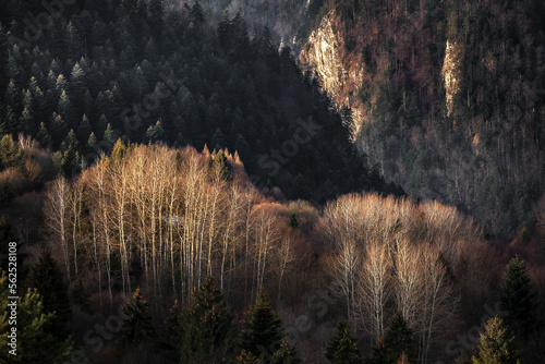 Birch forest on the steep  hill in Pieniny Mountains, Poland