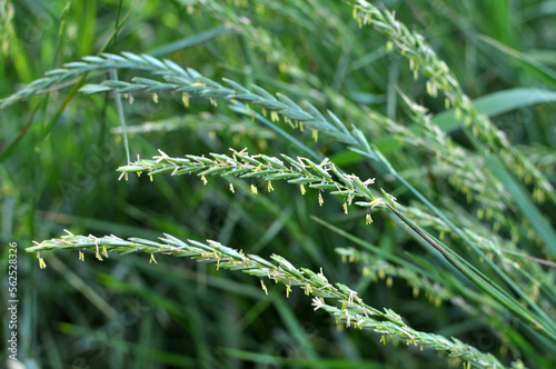 In the meadow growing cereal plant grass Elymus repens photo