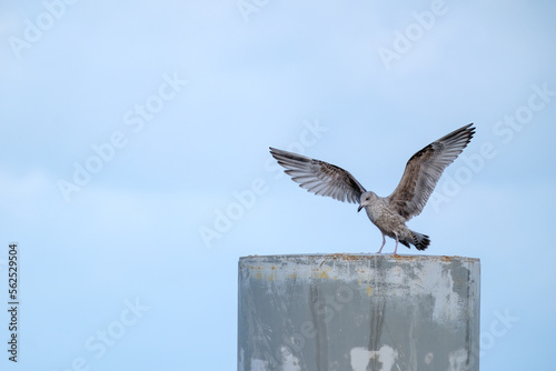 Seagull || Herring gull || Larus argentatus photo