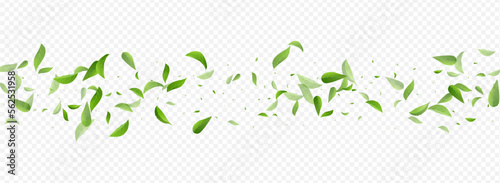 Olive Foliage Swirl Vector Panoramic Transparent