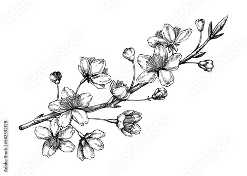 Cherry blossom sketch in engraved style. Flowering branch with flowers and leaves. Black contoured sakura drawing. Botanical vector illustration of spring tree isolated on white background