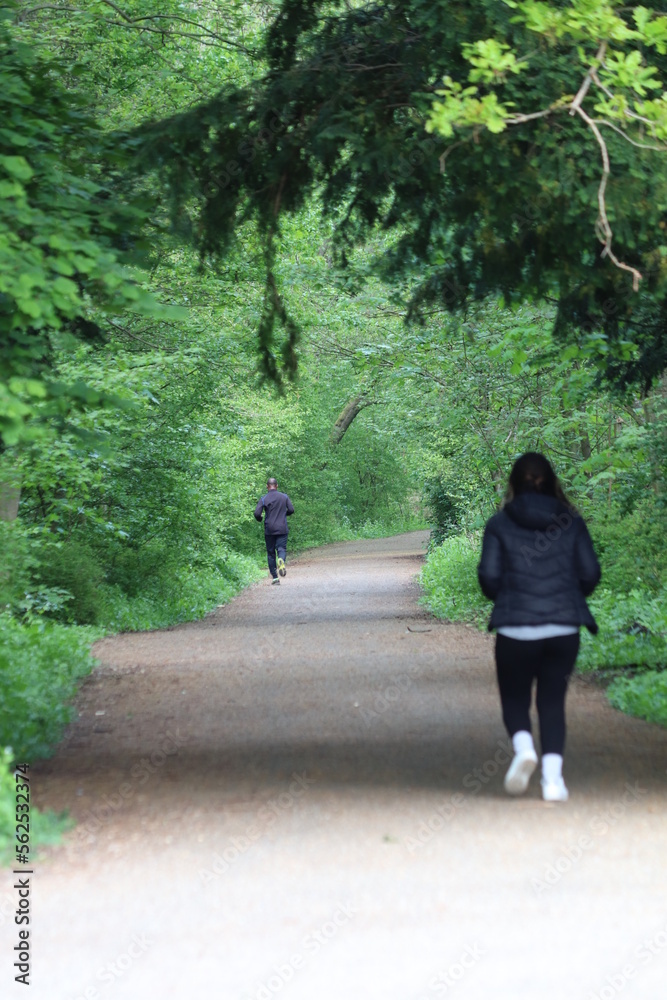 walk in the woods walk in the woods