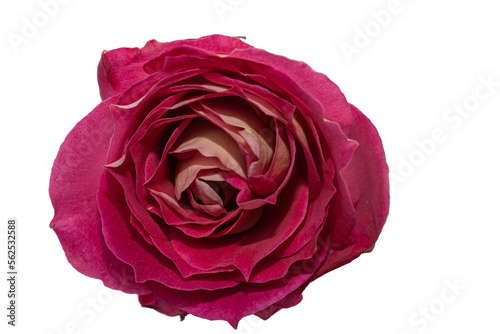 Pink Rose isolated on white