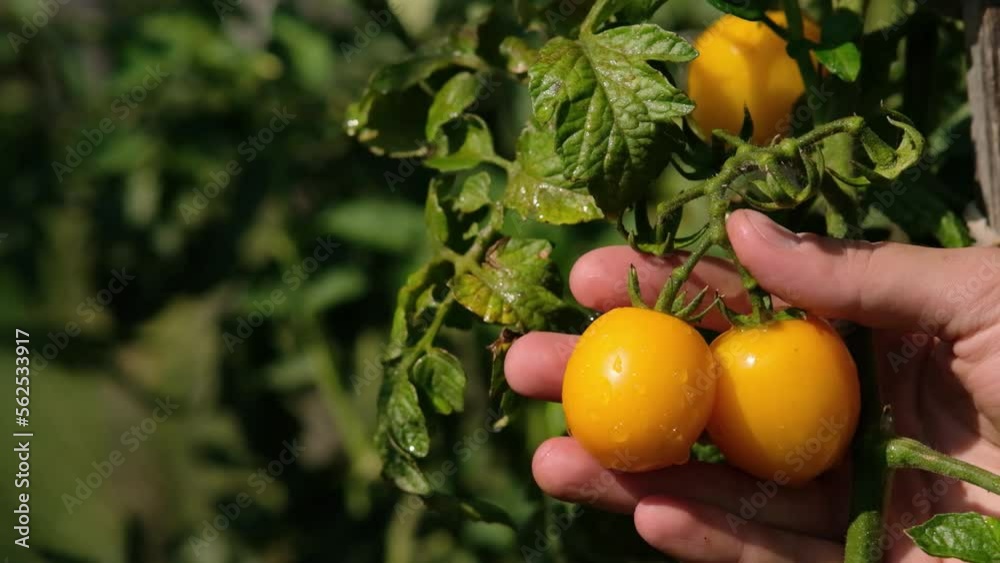 Hand shakes morning dew from yellow tomatoes Slow motion Hand shakes morning dew from yellow tomatoes Slow motion