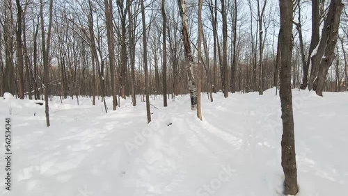 Wallpaper Mural Walking in a trail covered of snow, in the woods, during winter on a sunny day. Torontodigital.ca