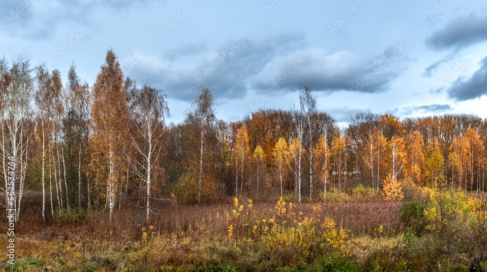 Fototapeta premium Forest vegetation in fantastic autumn colours