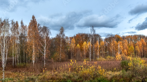 Forest vegetation in fantastic autumn colours